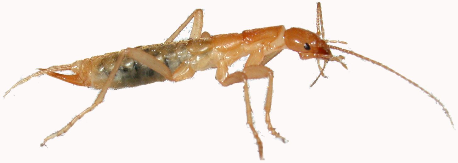 Meet the Legendary Ice Crawlers (image credits: wikimedia)