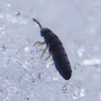 Snow Fleas: The Acrobats of Winter (image credits: By Daniel Tompkins, en:User:Plantman2, CC BY-SA 3.0, https://commons.wikimedia.org/w/index.php?curid=3380961)