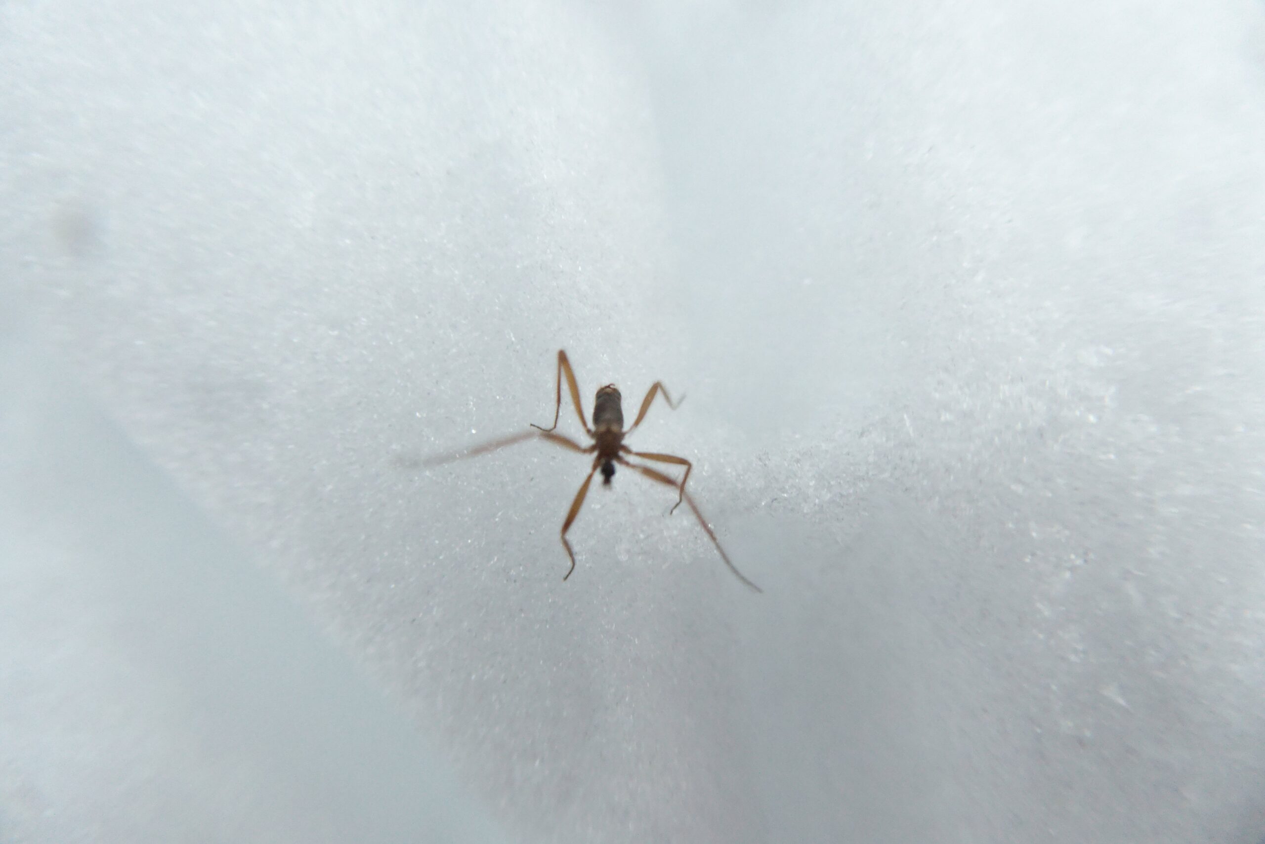 Winter Stoneflies: Stream Dancers in Freezing Waters (image credits: By Zinnmann, CC0, https://commons.wikimedia.org/w/index.php?curid=66188648)