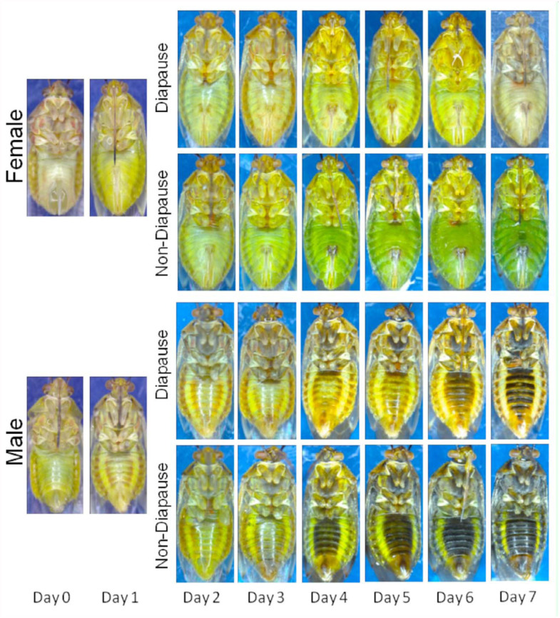 Metabolic Mastery: Slowing Down to Survive (image credits: Colin S. Brent.  
