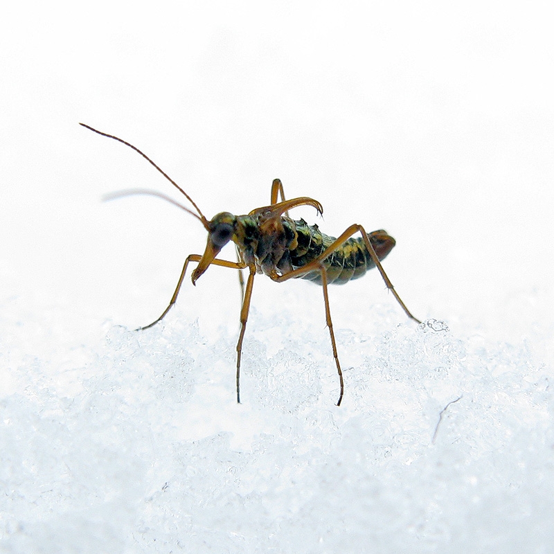 Behavioral Adaptations That Defy Logic (image credits: By Markku, Copyrighted free use, https://commons.wikimedia.org/w/index.php?curid=11905348)