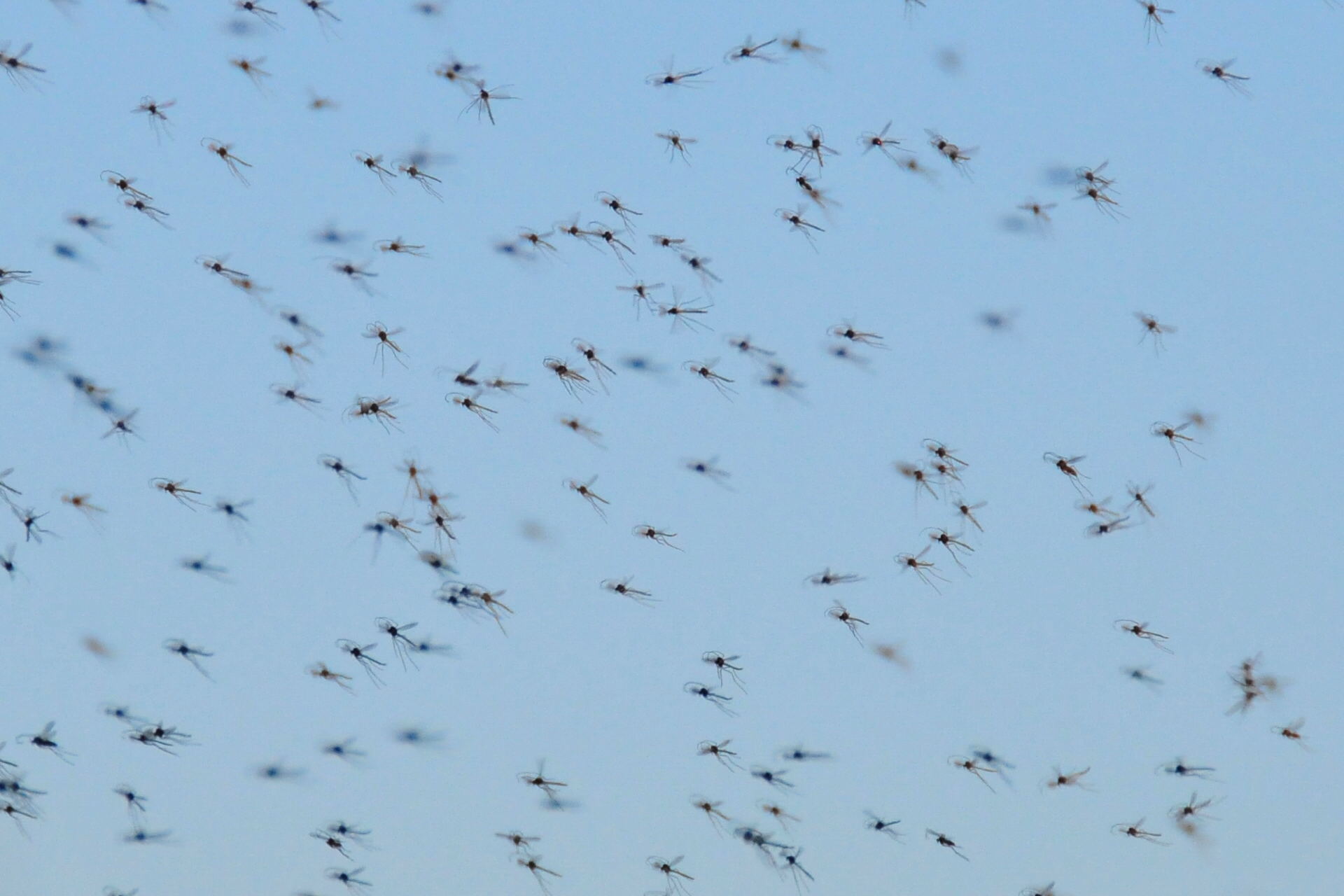 Mountain Midges: Dancing in Subzero Winds (image credits: Swarm of midges Lacreek NWR, CC BY 2.0, https://commons.wikimedia.org/w/index.php?curid=48170097)