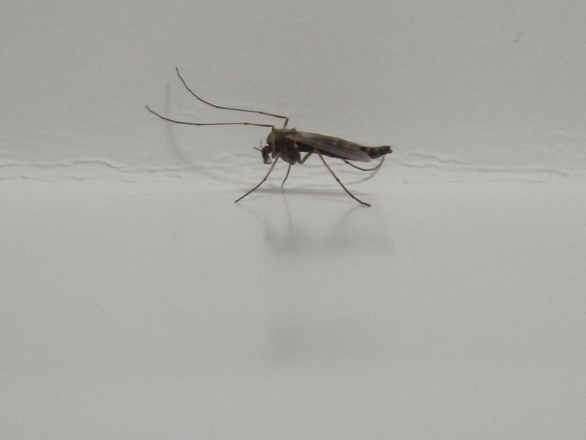 Glacier Midges: Life on the Edge of Existence (image credits: By Ryan Hodnett, CC BY-SA 4.0, https://commons.wikimedia.org/w/index.php?curid=36301362)