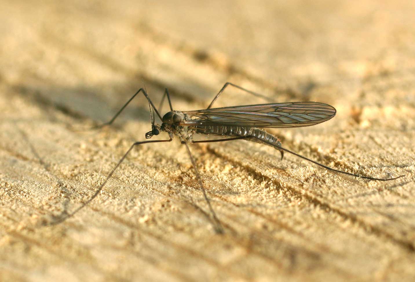 Winter Crane Flies: The Gentle Giants of Snow (image credits: Attribution, https://commons.wikimedia.org/w/index.php?curid=684694)