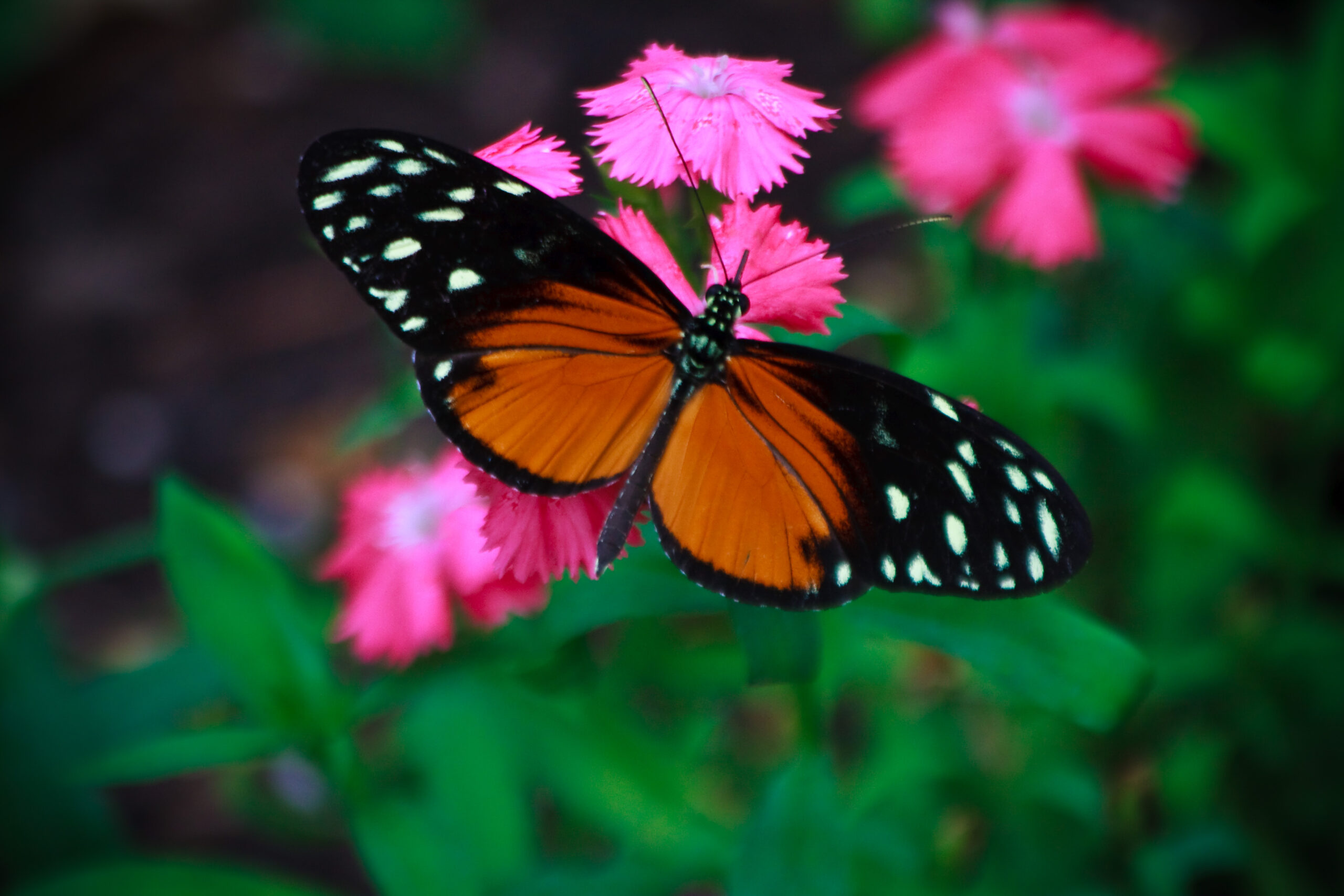 Regional Variations and Local Adaptations (image credits: Flickr: Painted Lady, CC BY-SA 2.0, https://commons.wikimedia.org/w/index.php?curid=17205211)
