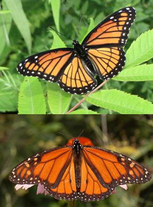 The Intelligence of Natural Selection (image credits: Collage of en:File:Viceroy 2.jpg by D. Gordon E. Robertson and en:File:Monarch Butterfly Danaus plexippus Male 2664px.jpg by Derek Ramsey, CC BY-SA 3.0, https://commons.wikimedia.org/w/index.php?curid=27245820)