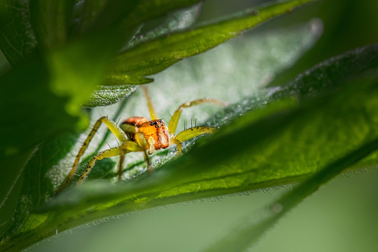 The Predator's Perspective (image credits: pixabay)