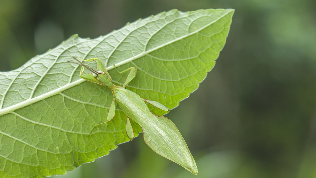 Lessons from Nature's Con Artists (image credits: flickr)