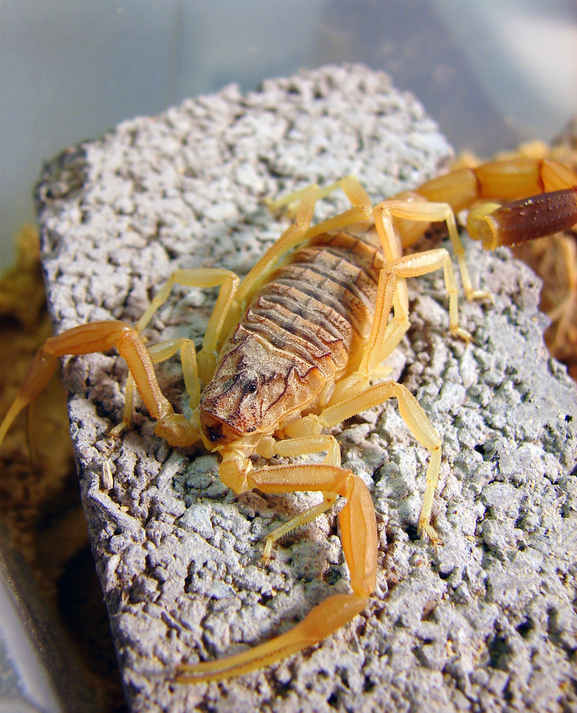 How Deathstalker Venom Kills (image credits: flickr)