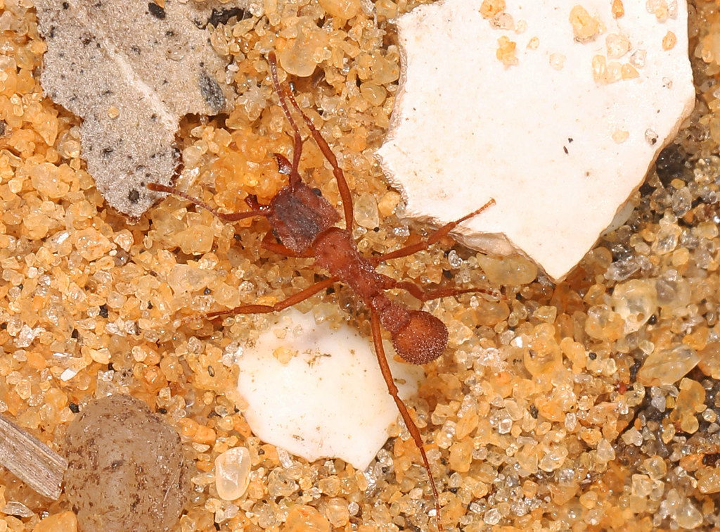 The Ancient Art of Ant Agriculture (image credits: flickr)