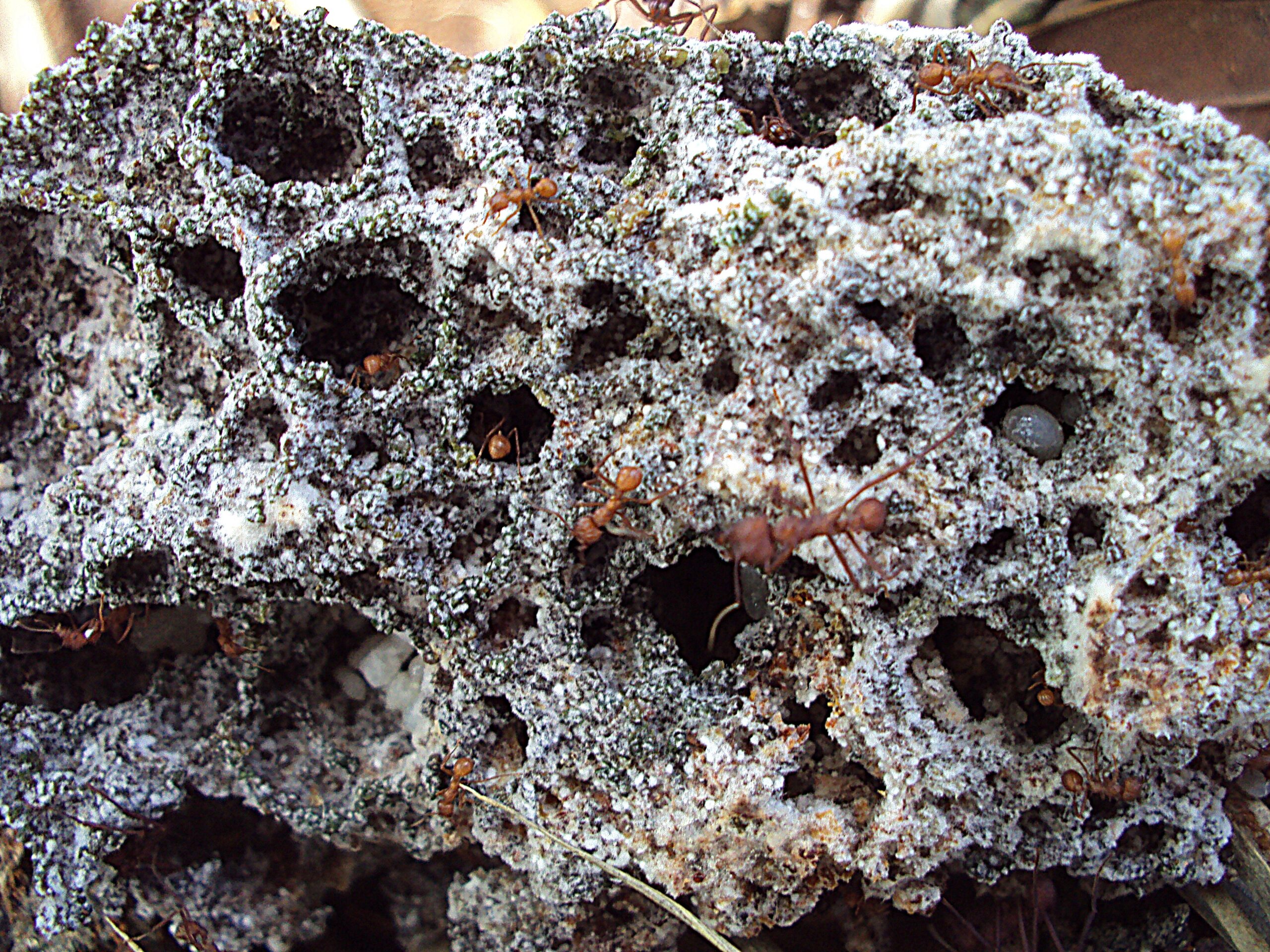 The Underground Fungal Farms (image credits: This image is Image Number 214876 at Mushroom Observer, a source for mycological images., CC BY-SA 3.0, https://commons.wikimedia.org/w/index.php?curid=68341345)