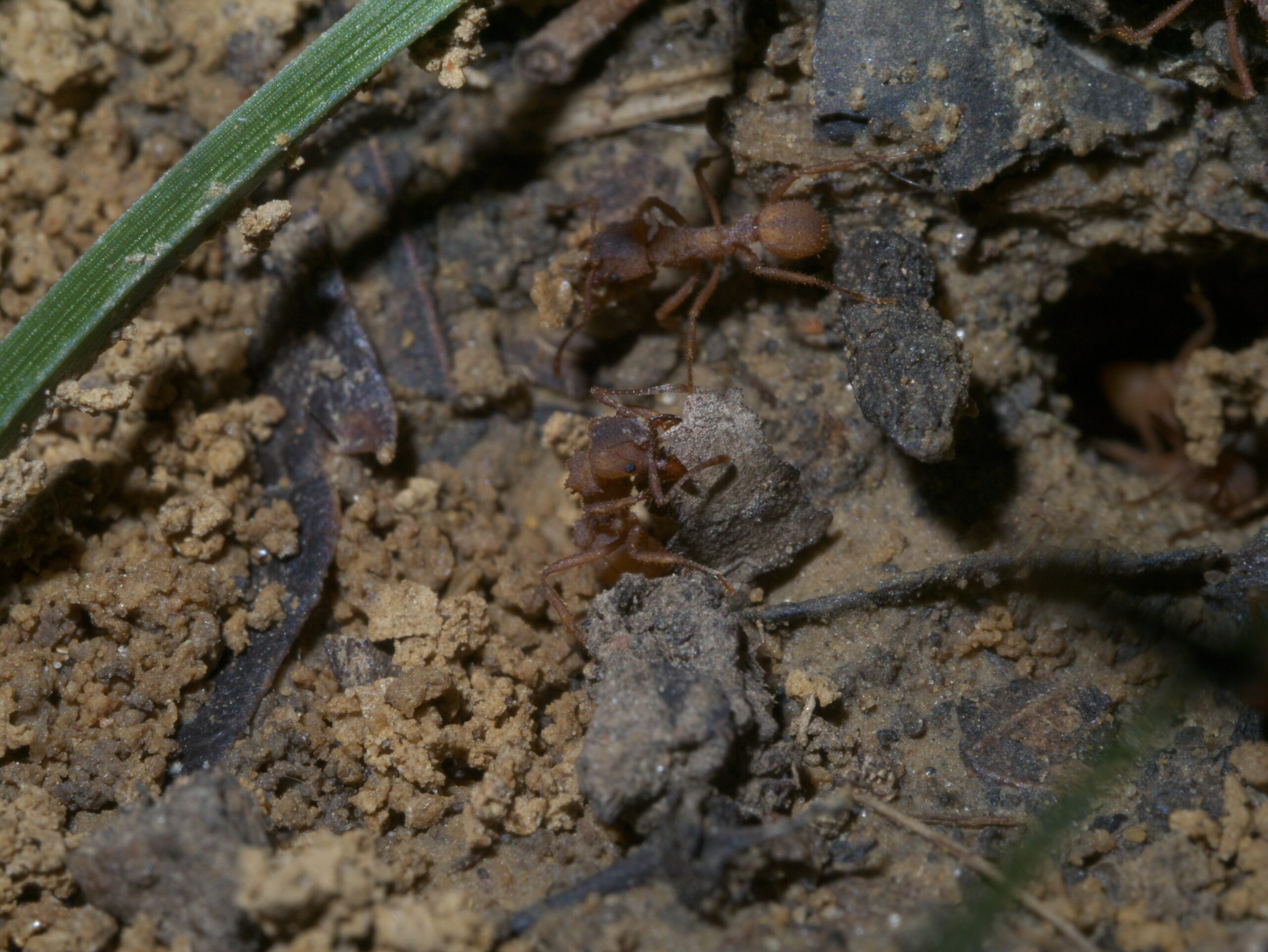 The Fungal Cultivation Process (image credits: wikimedia)