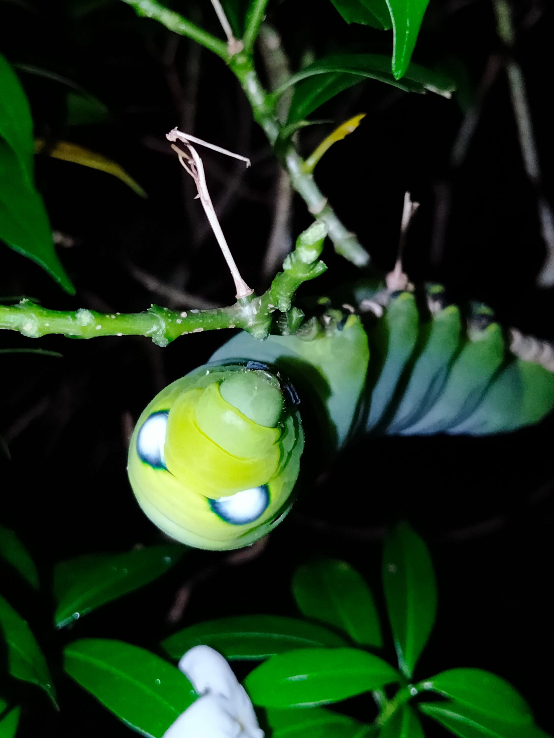 The Science Behind Snake Eye Mimicry (image credits: By Vijayanrajapuram, CC BY-SA 4.0, https://commons.wikimedia.org/w/index.php?curid=112092707)