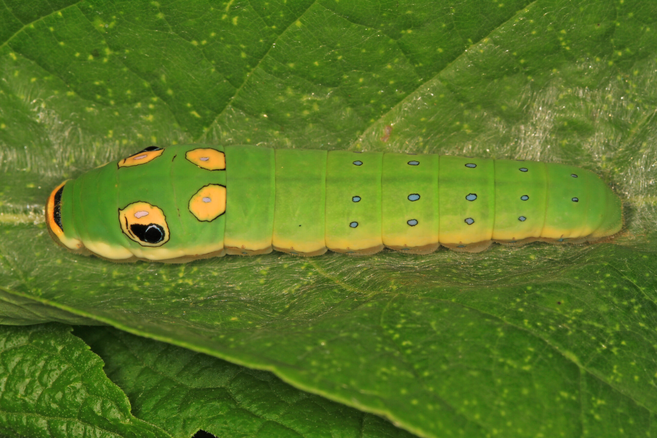 The Spicebush Swallowtail: Master of Deception (image credits: wikimedia)