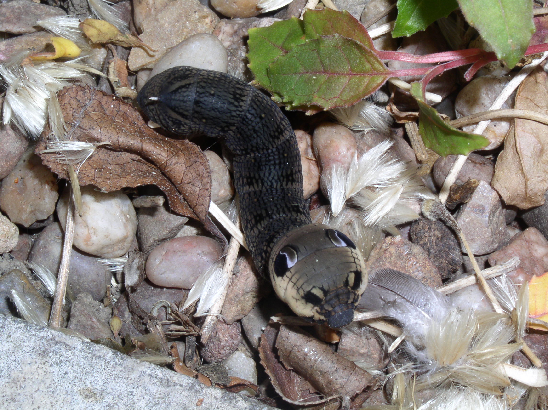 The Elephant Hawk-Moth: A European Shapeshifter (image credits: wikimedia)