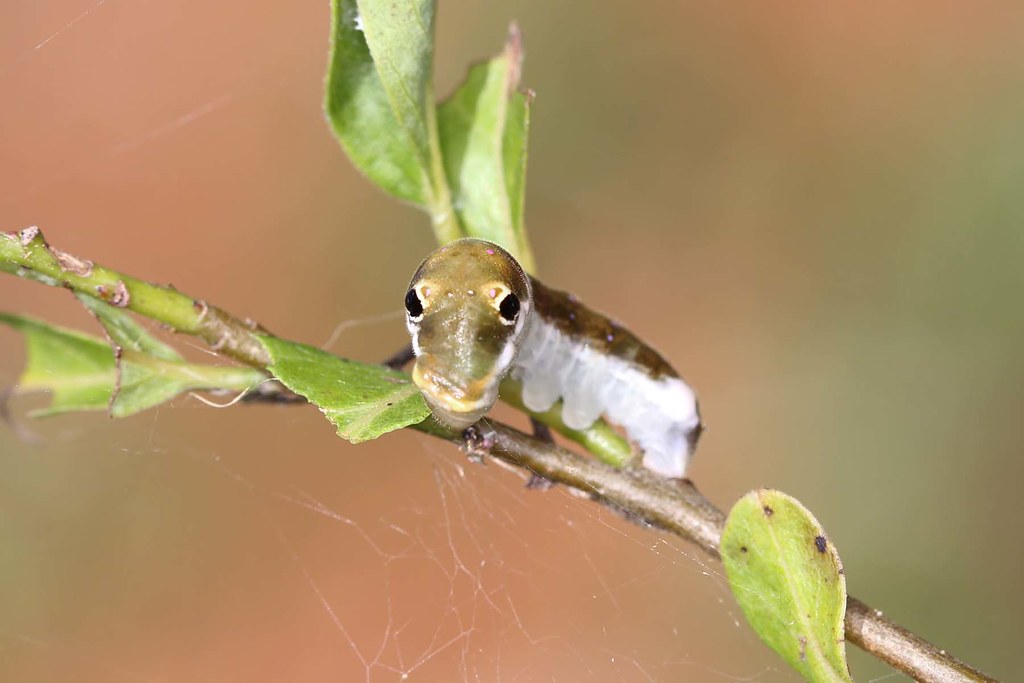 The Evolutionary Arms Race with Predators (image credits: flickr)