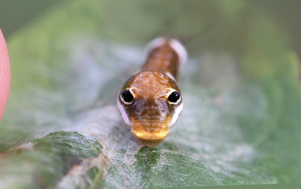 Geographic Variations in Snake Mimicry (image credits: flickr)
