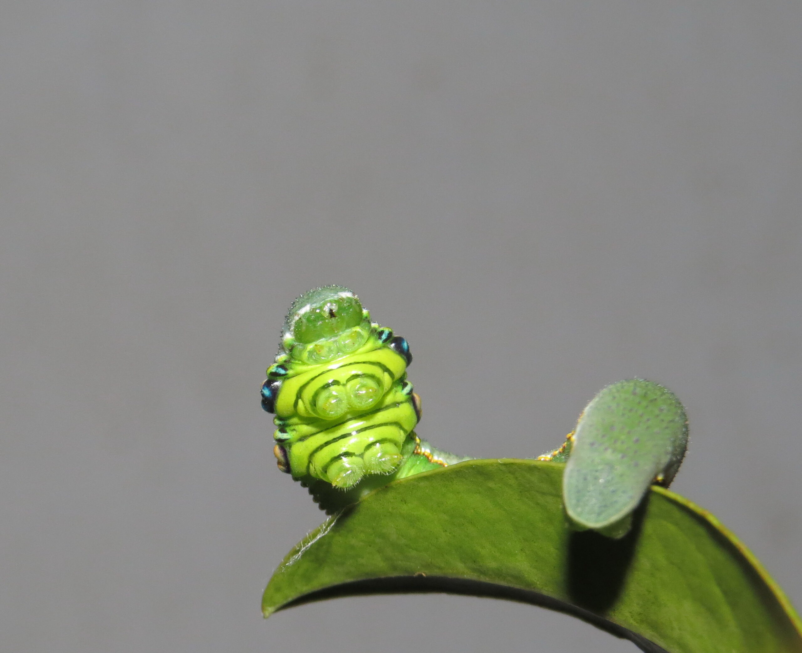 The Neurological Impact on Predators (image credits: By Vinayaraj, CC BY-SA 4.0, https://commons.wikimedia.org/w/index.php?curid=123372063)