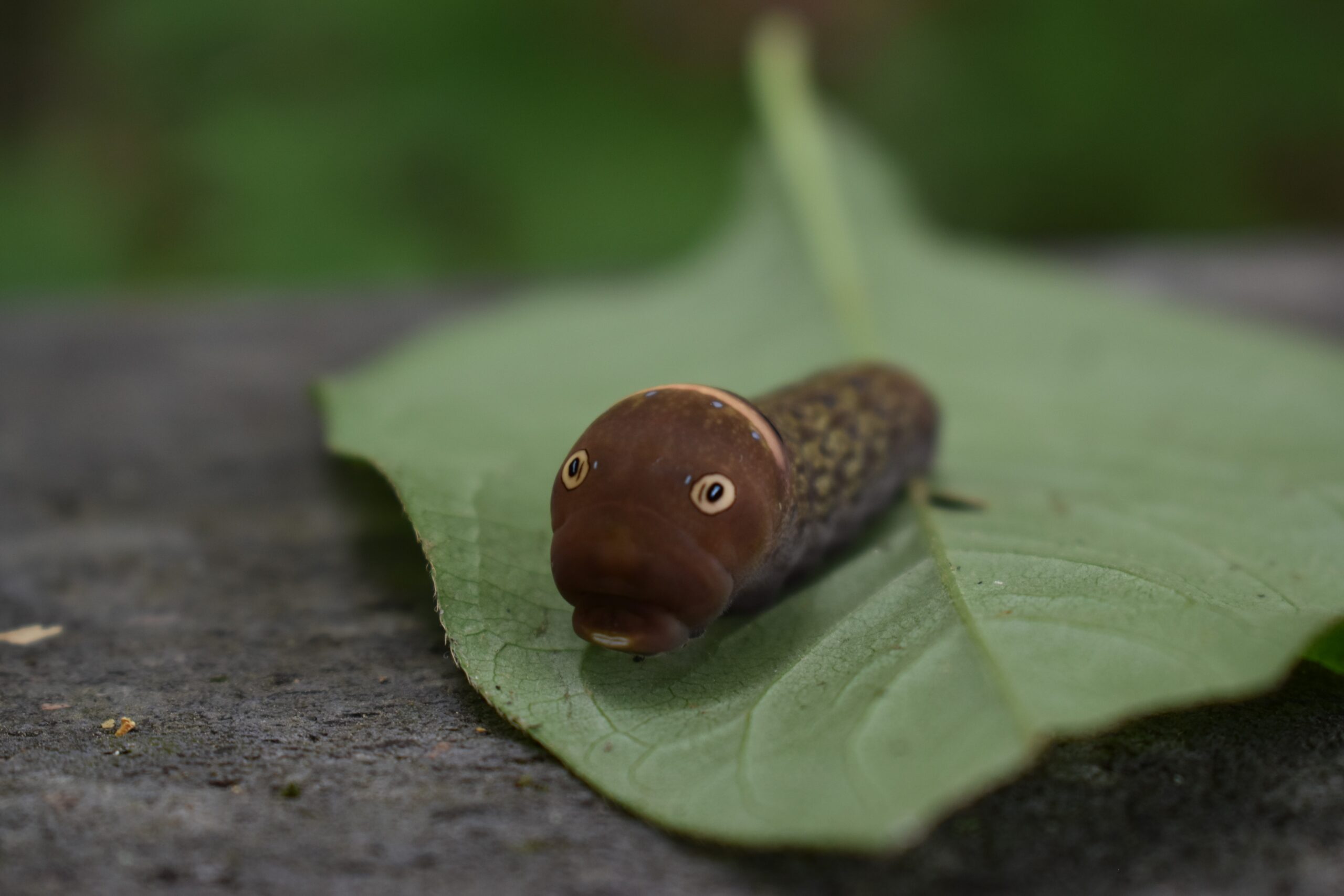 Seasonal and Developmental Changes in Mimicry (image credits: NPGallery, Public domain, https://commons.wikimedia.org/w/index.php?curid=118952940)