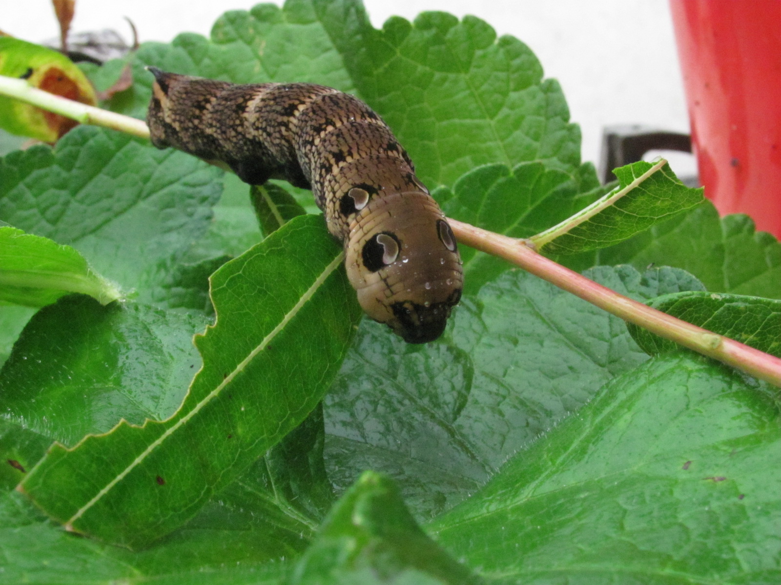 Conservation Implications and Threats (image credits: By RTG, CC BY-SA 4.0, https://commons.wikimedia.org/w/index.php?curid=80628261)