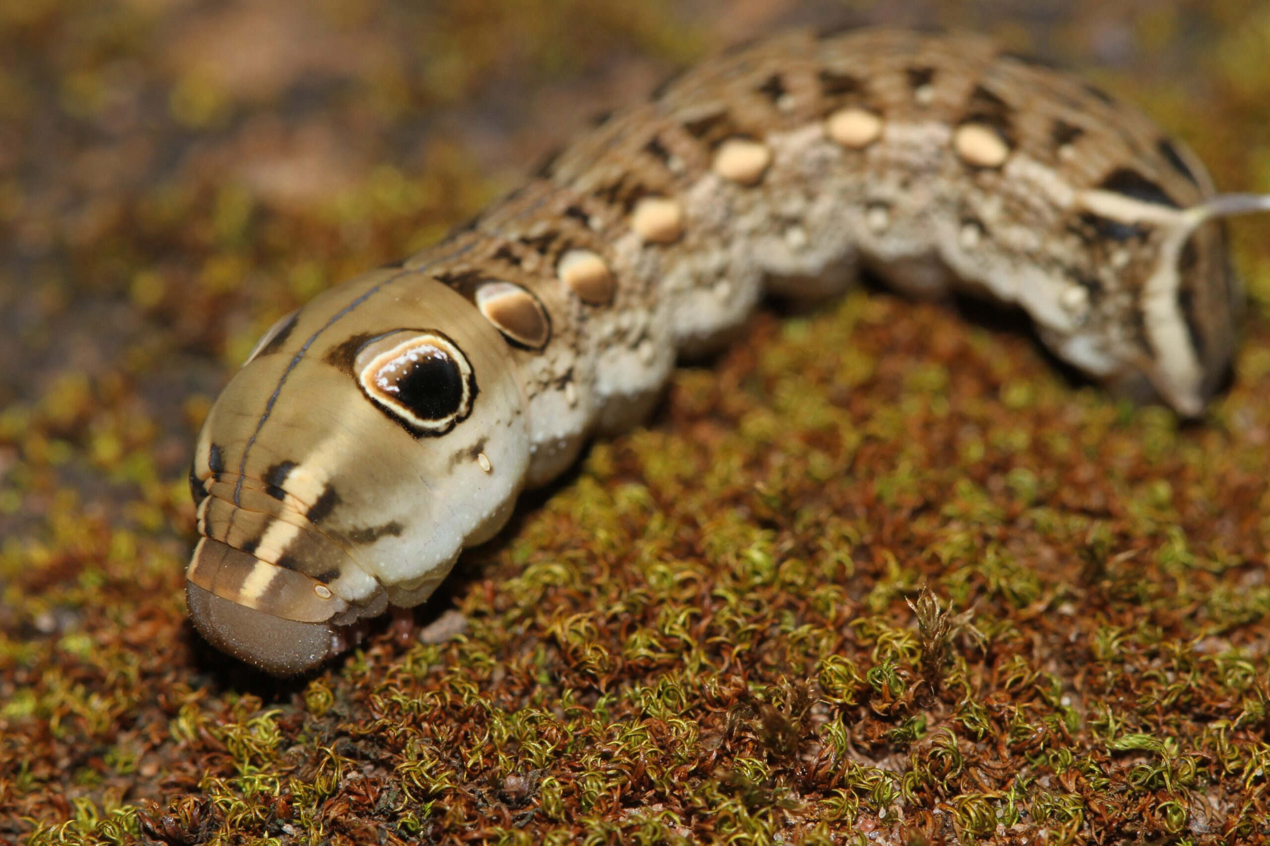 The Broader Implications for Understanding Evolution (image credits: By Davidvraju, CC BY-SA 4.0, https://commons.wikimedia.org/w/index.php?curid=51819934)