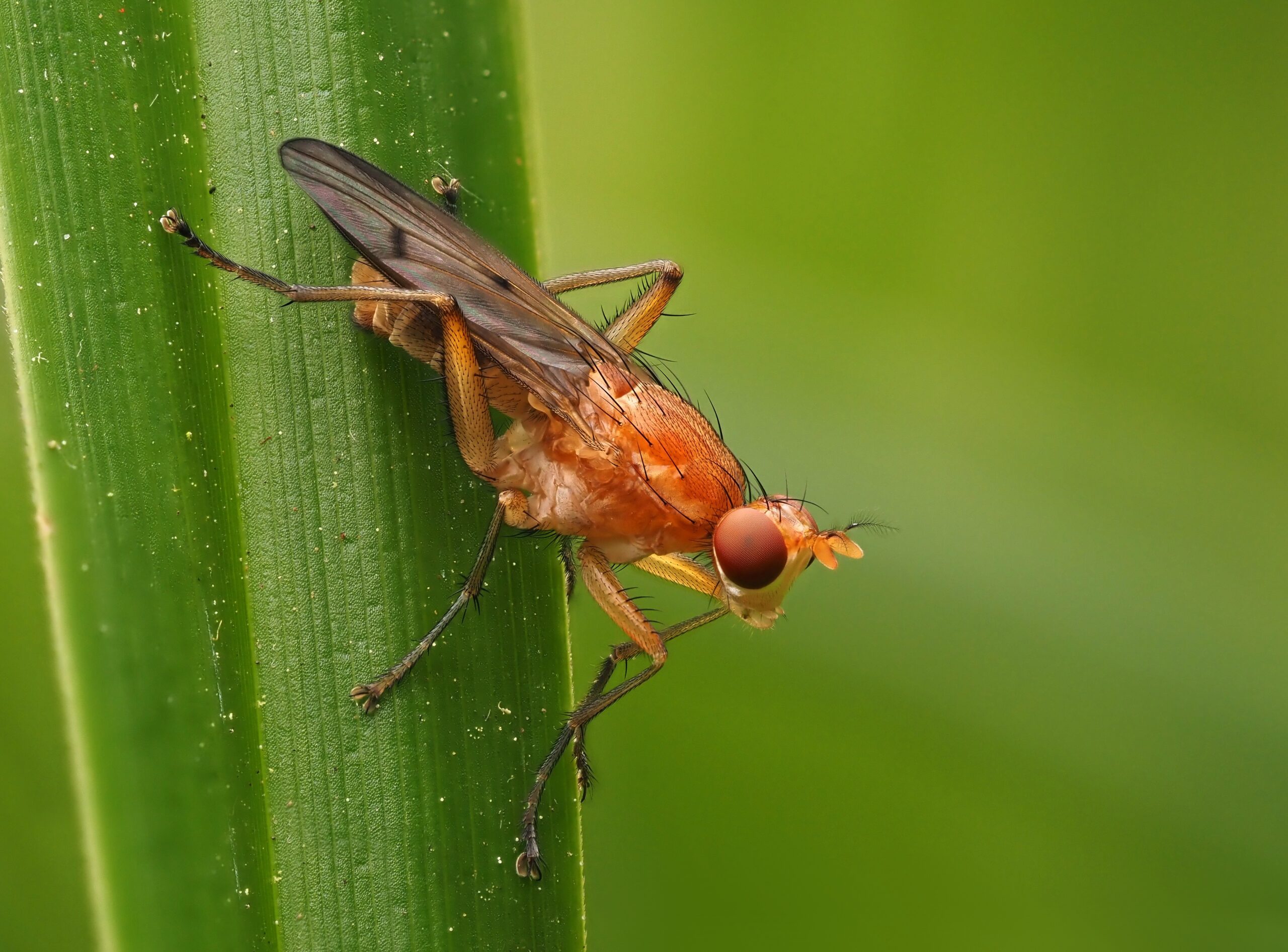 Meet the Sciomyzidae Family (image credits: Tetanocera sp. (Sciomyzidae), Parc de Woluwé, Bruxelles, CC BY 2.0, https://commons.wikimedia.org/w/index.php?curid=110235011)