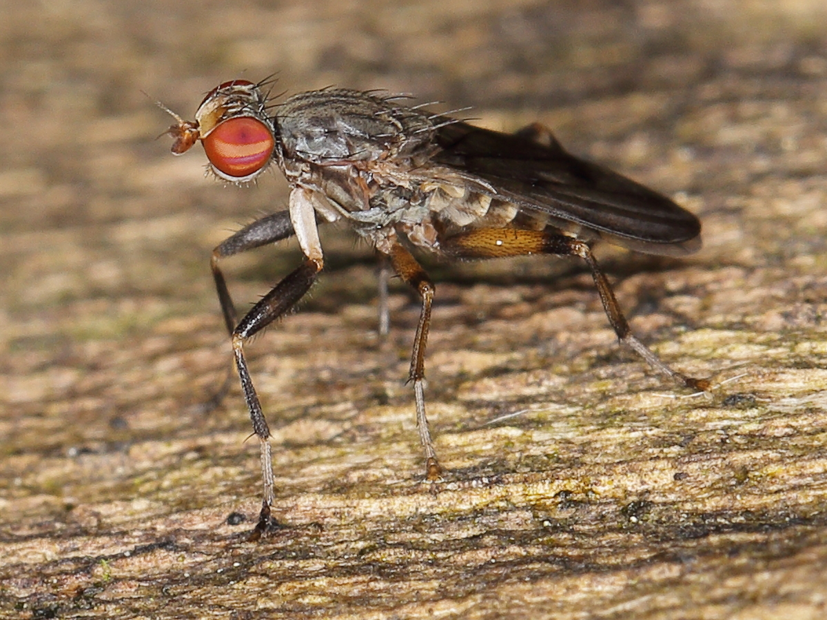 The Intricate Process of Egg Laying (image credits: By gbohne, CC BY-SA 2.0, https://commons.wikimedia.org/w/index.php?curid=138240811)