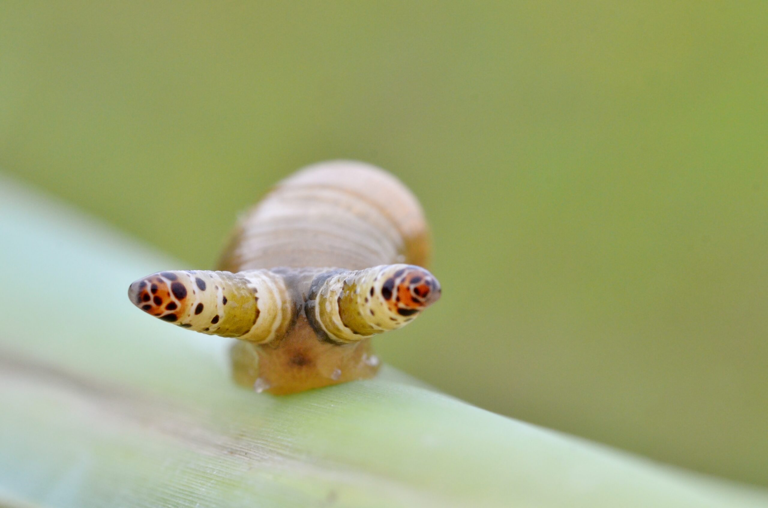 How Snails React to Their Unwanted Guests (image credits: By Gilles San Martin, CC BY-SA 3.0, https://commons.wikimedia.org/w/index.php?curid=19960661)