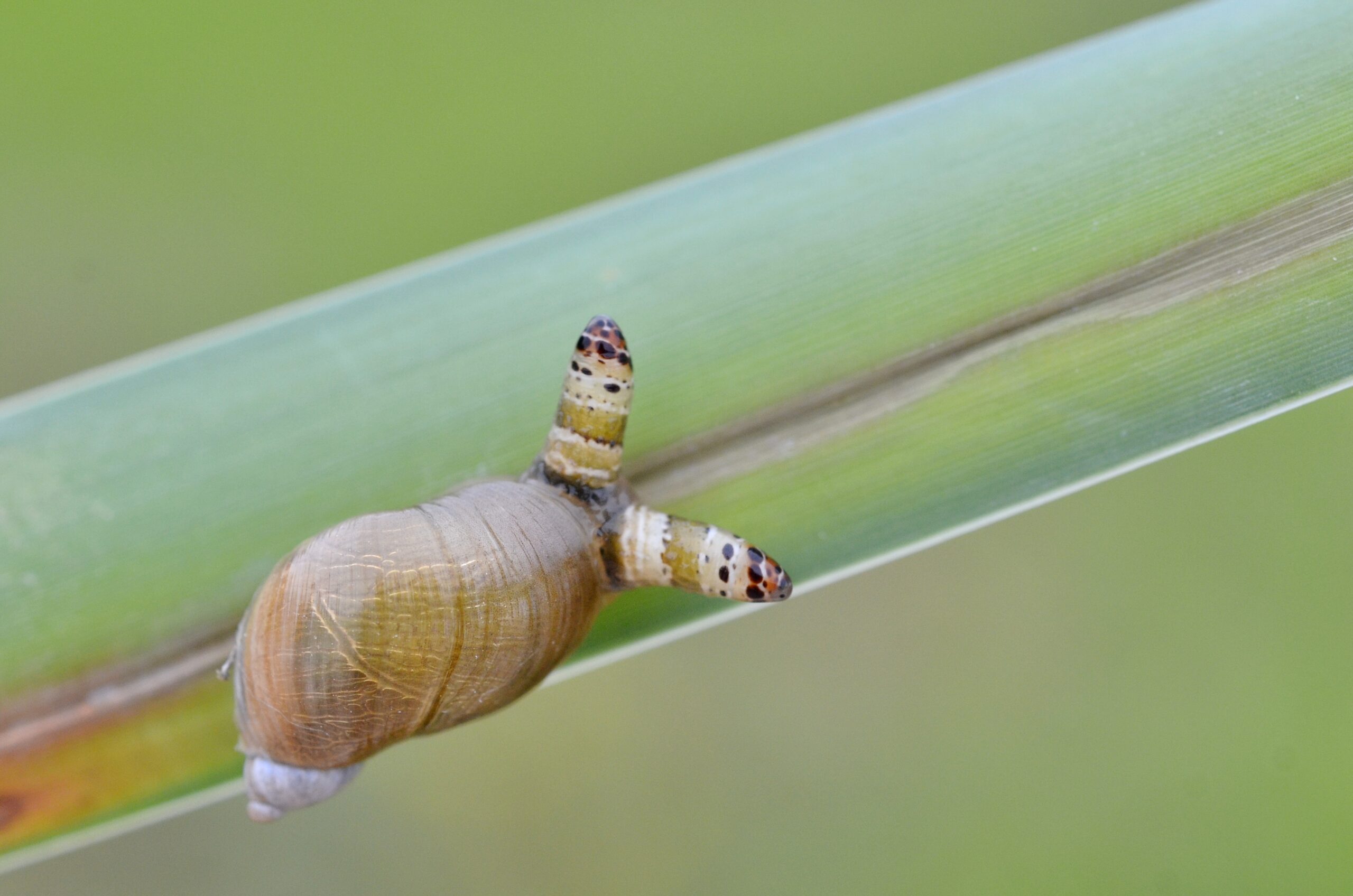 The Larval Development Stage (image credits: By Gilles San Martin, CC BY-SA 3.0, https://commons.wikimedia.org/w/index.php?curid=19960650)