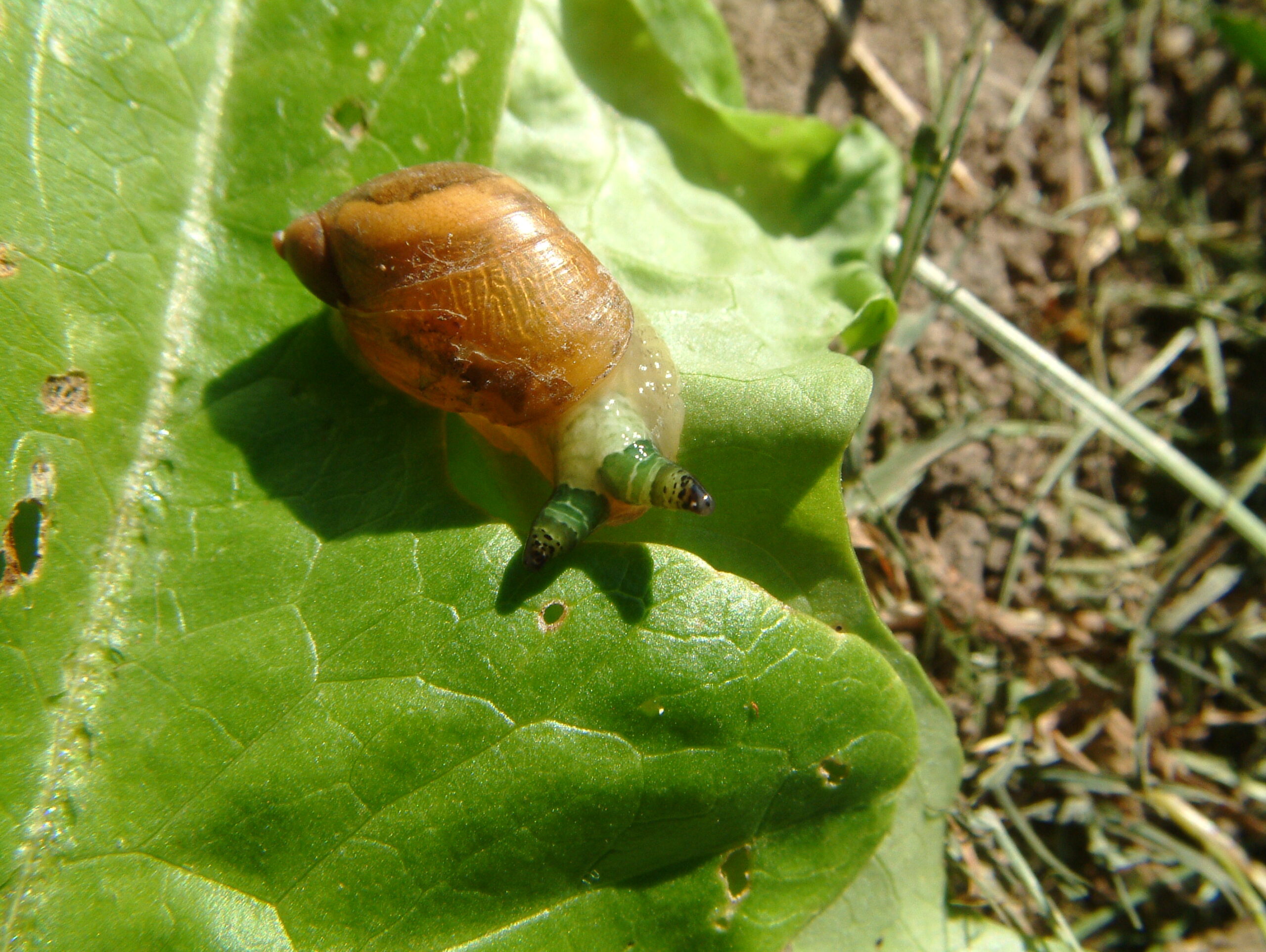 Ecological Impact and Biological Control (image credits: www.biolib.cz, CC BY-SA 2.5, https://commons.wikimedia.org/w/index.php?curid=1377342)