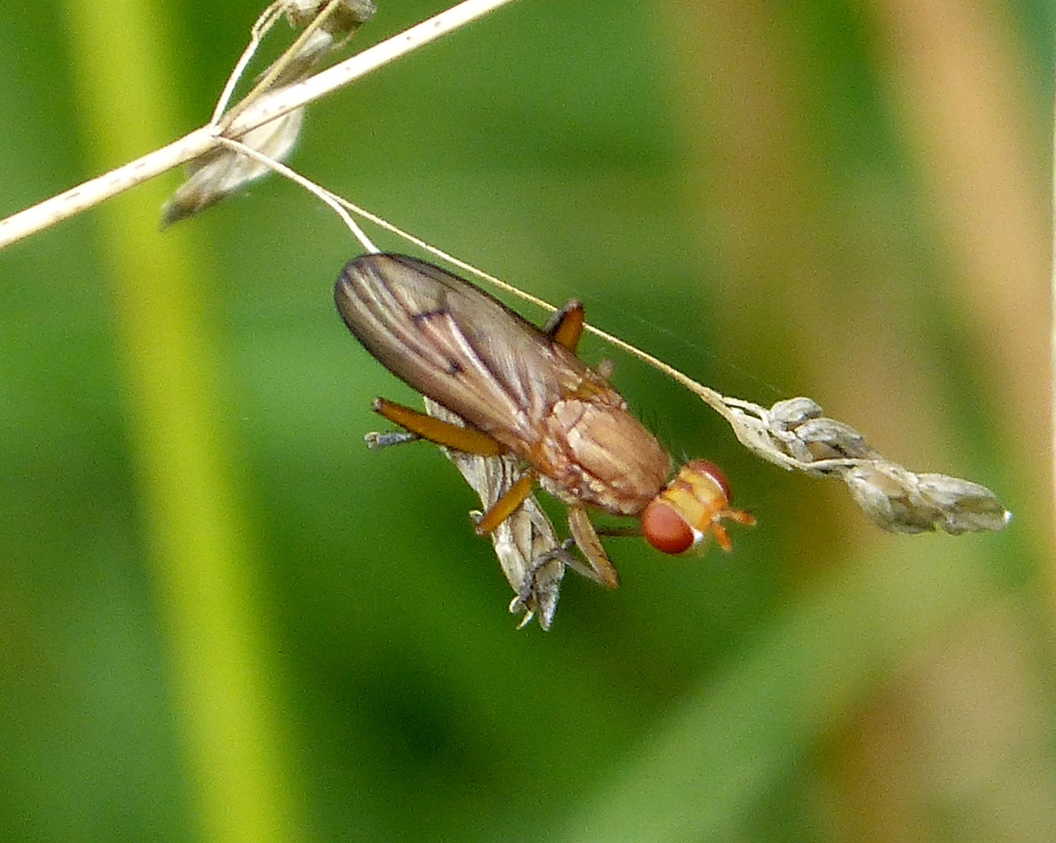 Future Research Directions (image credits: Sciomyzidae. Tetanocera sp possibly T. elata, CC BY 2.0, https://commons.wikimedia.org/w/index.php?curid=49872332)
