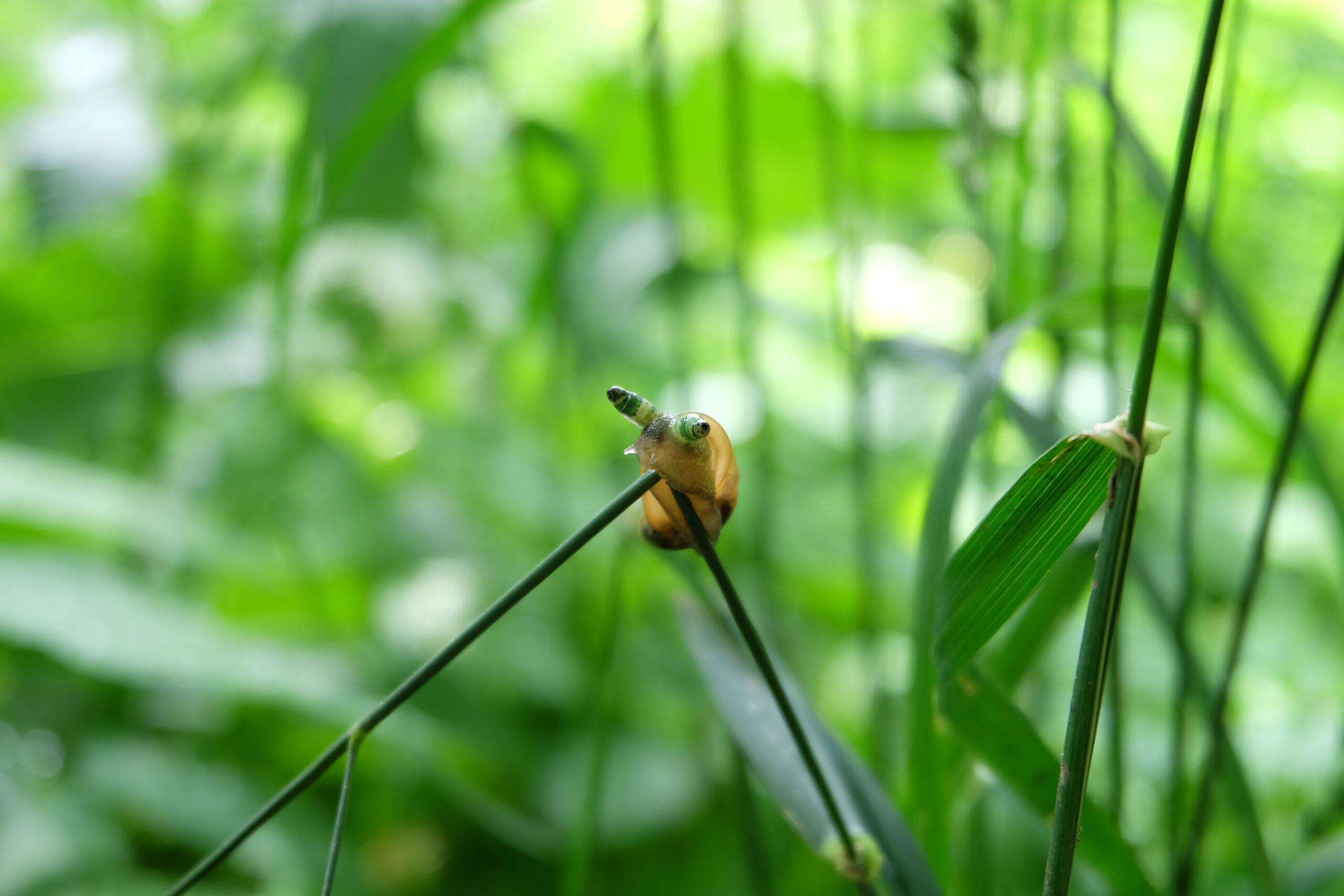 The Broader Implications for Nature (image credits: By Stormbrindger, CC BY 4.0, https://commons.wikimedia.org/w/index.php?curid=71087740)