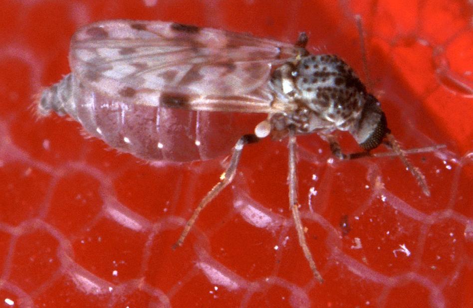 The Phantom Midges of the Tundra (image credits: This image was released by the Agricultural Research Service, the research agency of the United States Department of Agriculture, with the ID K8488-1 (next)., Public domain, https://commons.wikimedia.org/w/index.php?curid=1640173)