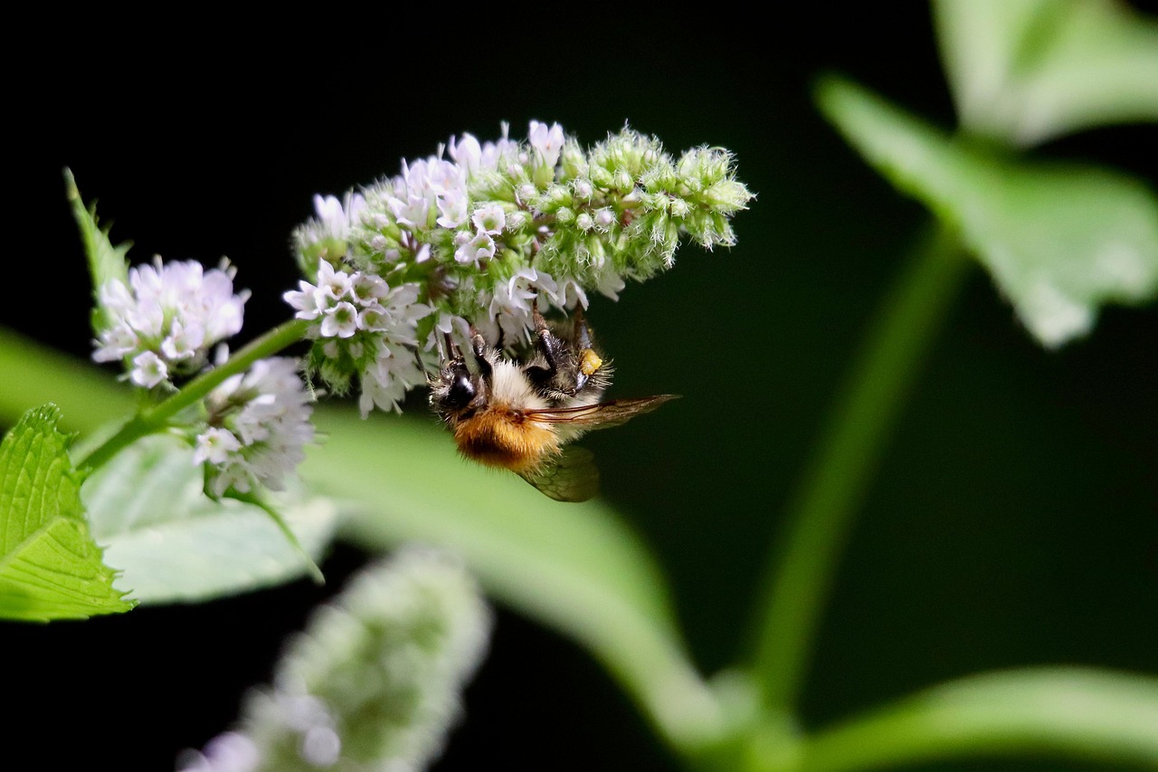 The Pollinator Crisis in a Frozen World (image credits: pixabay)