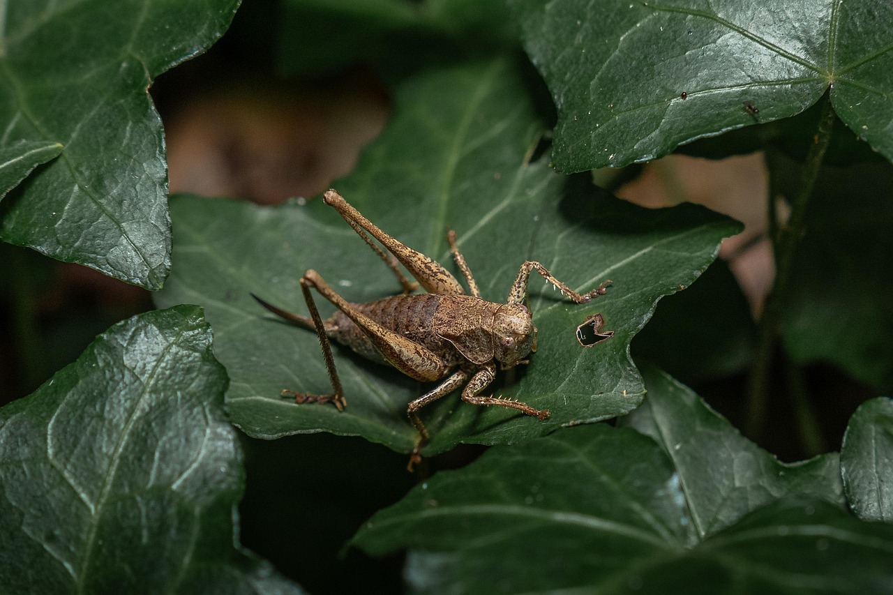Racing Against Time: Conservation in a Warming World (image credits: pixabay)