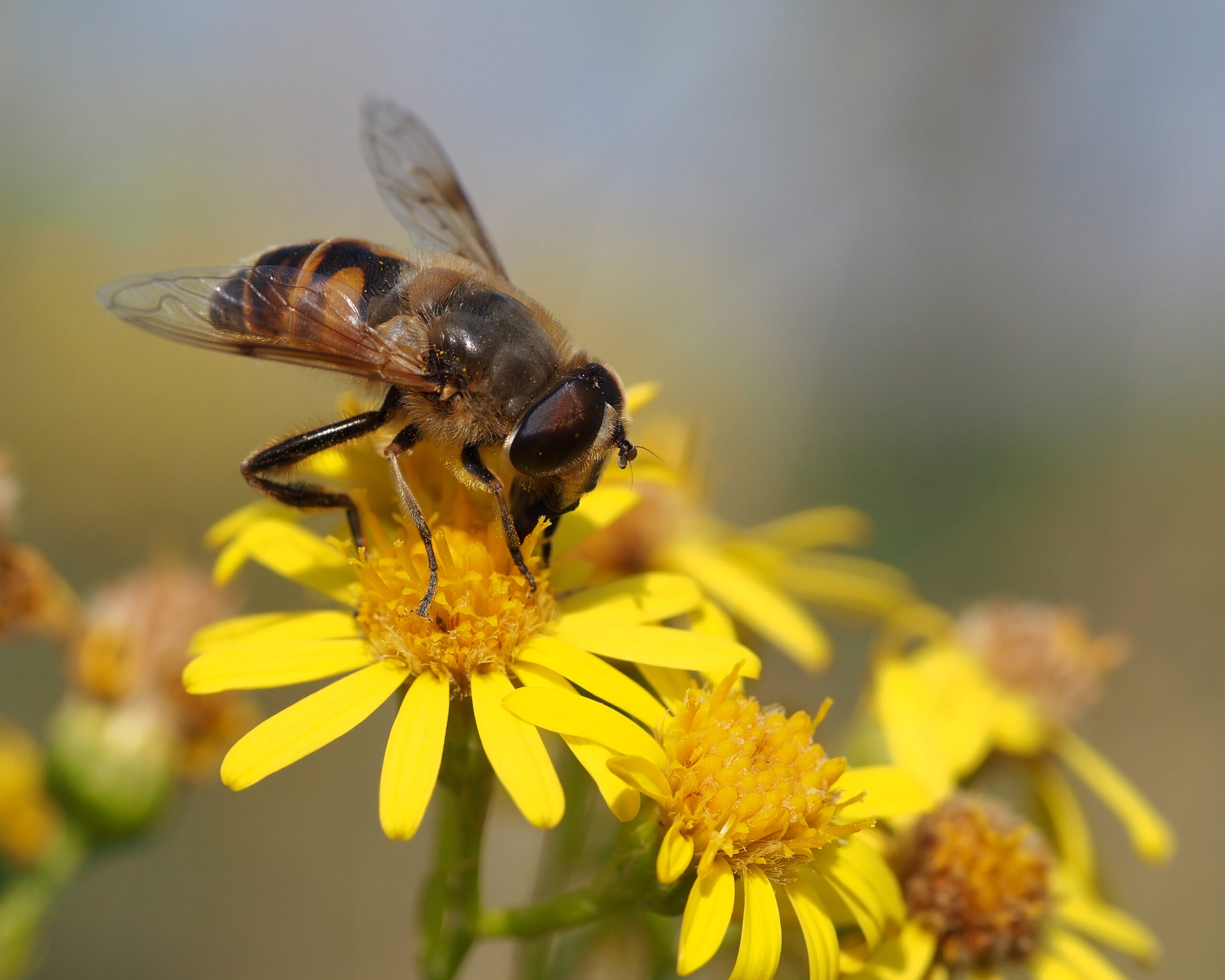 The Hidden World of Solitary Bees (image credits: wikimedia)