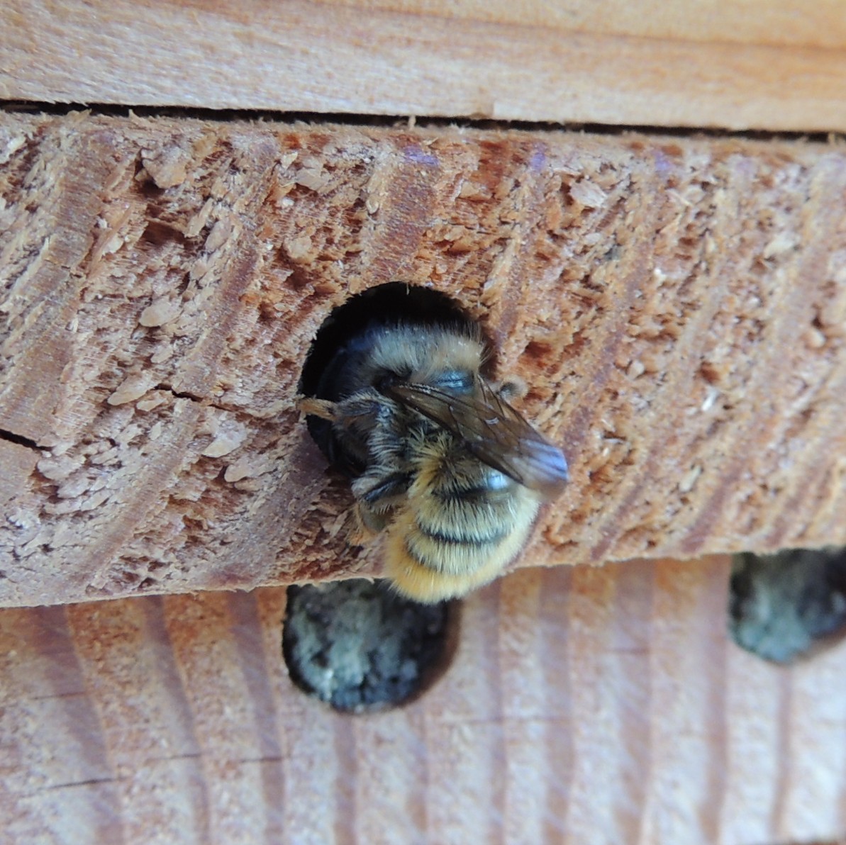 Mason Bees: The Mud Artists (image credits: wikimedia)