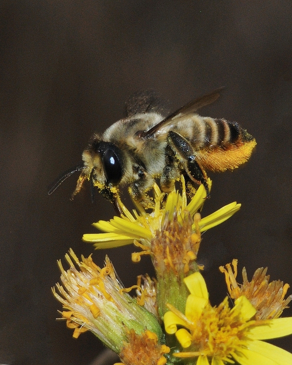 Leafcutter Bees: Nature's Precise Tailors (image credits: wikimedia)