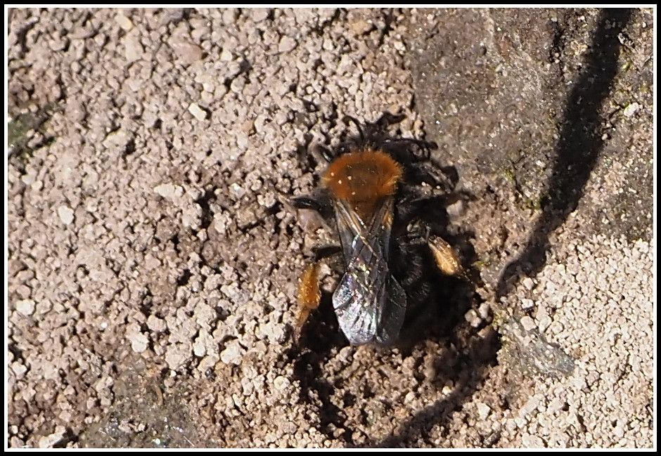 Mining Bees: The Underground Architects (image credits: flickr)