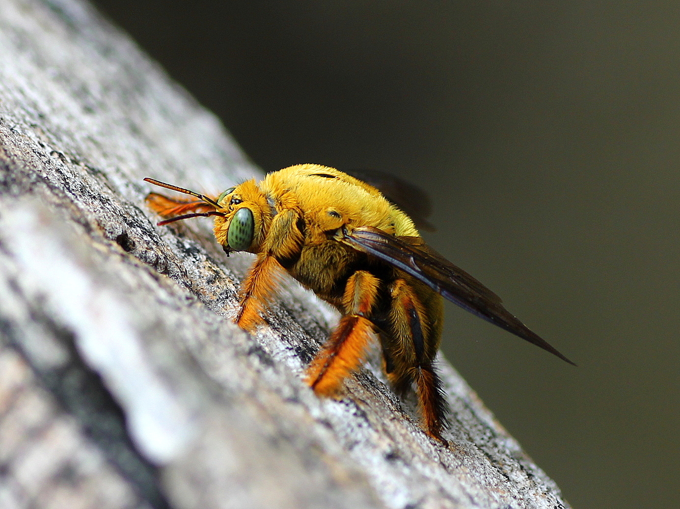 Carpenter Bees: The Powerful Drillers (image credits: wikimedia)