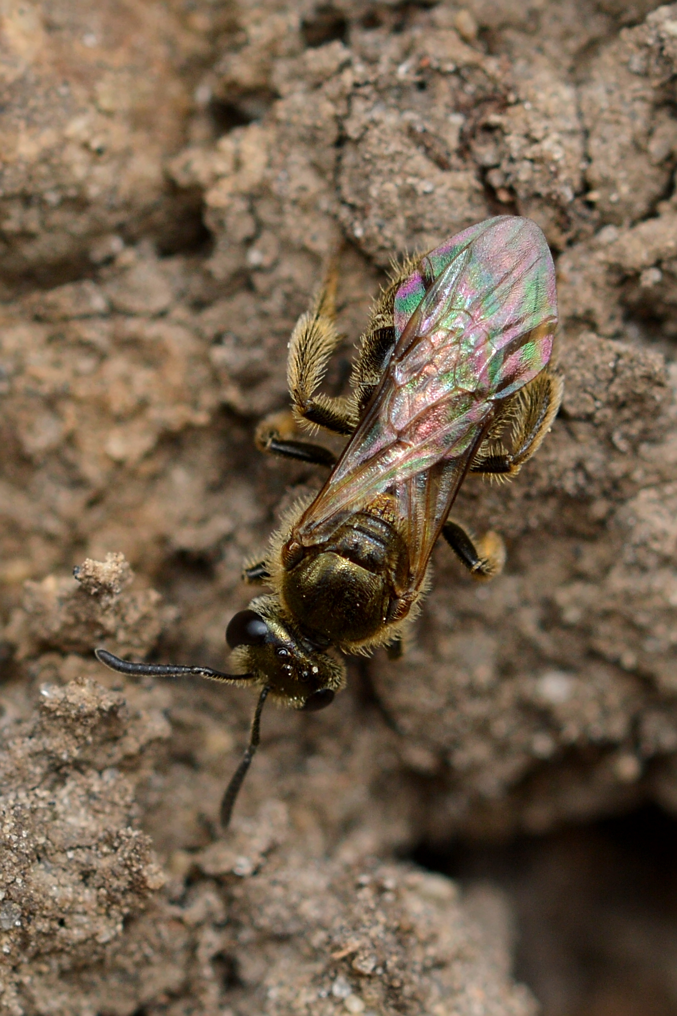 Sweat Bees: The Tiny Metallic Jewels (image credits: wikimedia)