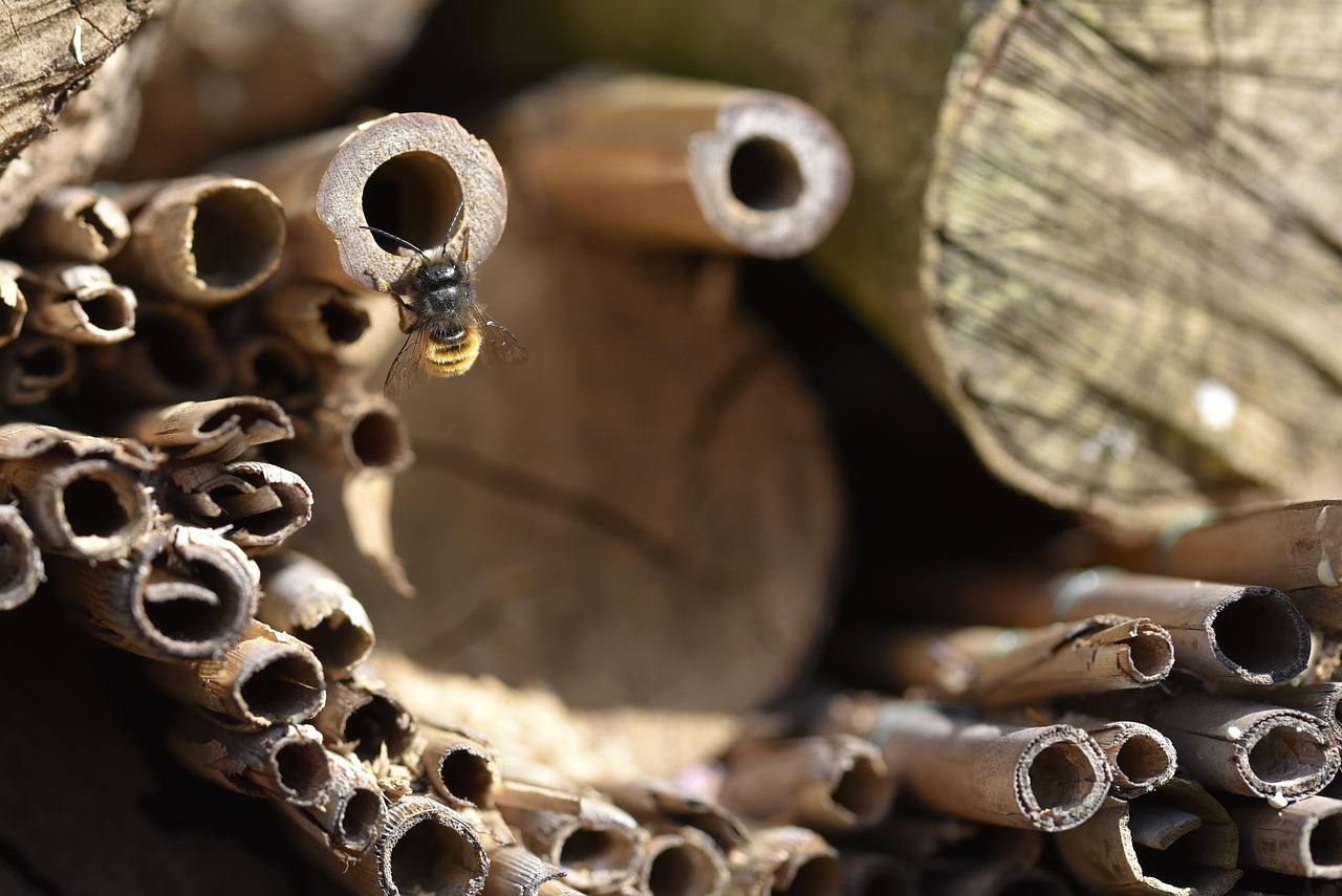 Nesting Habits: From Tunnels to Towers (image credits: pixabay)