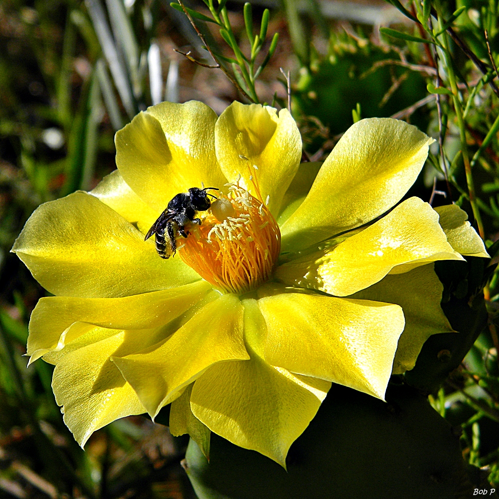 Pollination Powerhouses: Why Solitary Bees Matter (image credits: wikimedia)