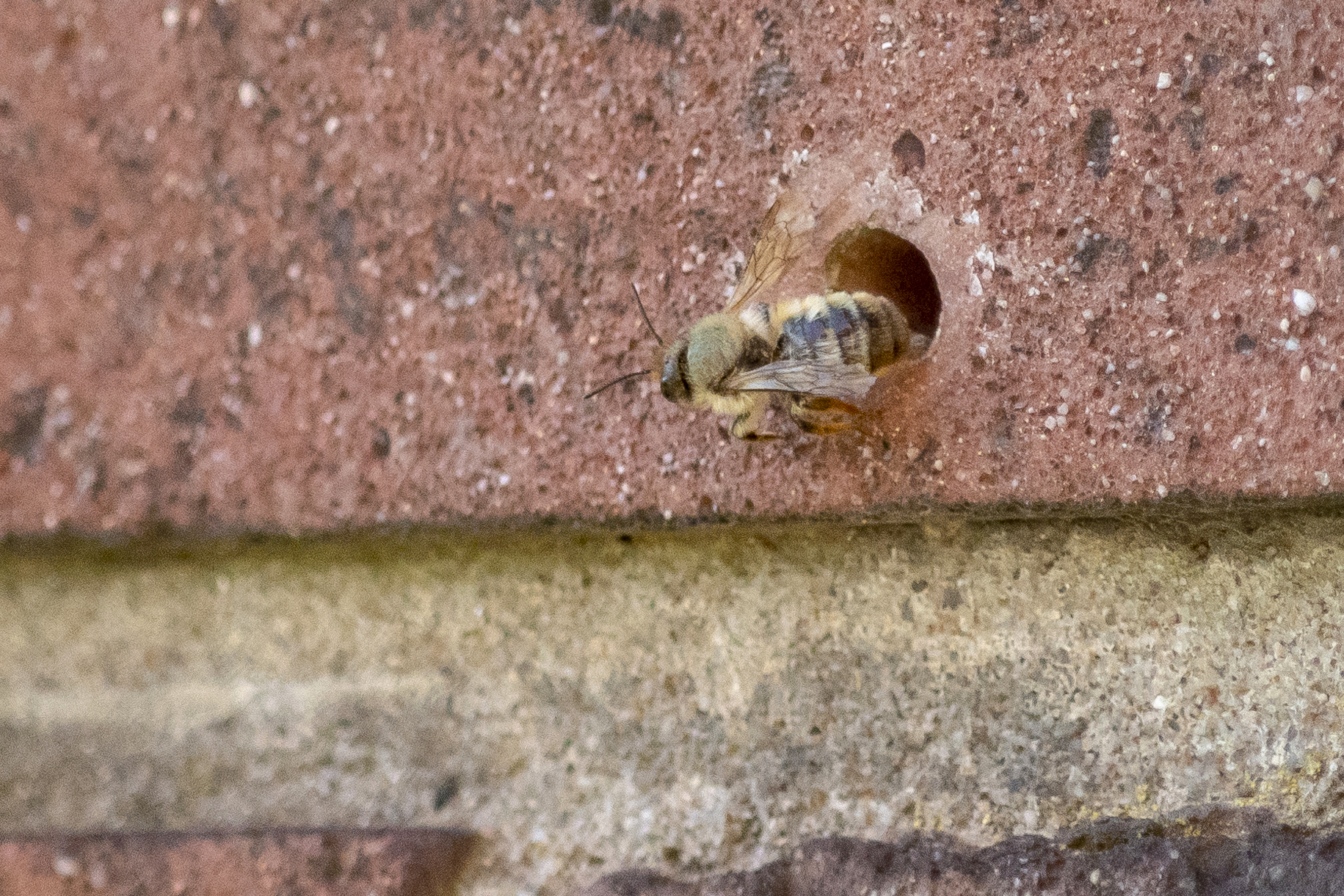 Threats and Conservation: A Silent Crisis (image credits: Solitary bee - Metselbij - Osmia - ...........?, CC BY 2.0, https://commons.wikimedia.org/w/index.php?curid=125995439)