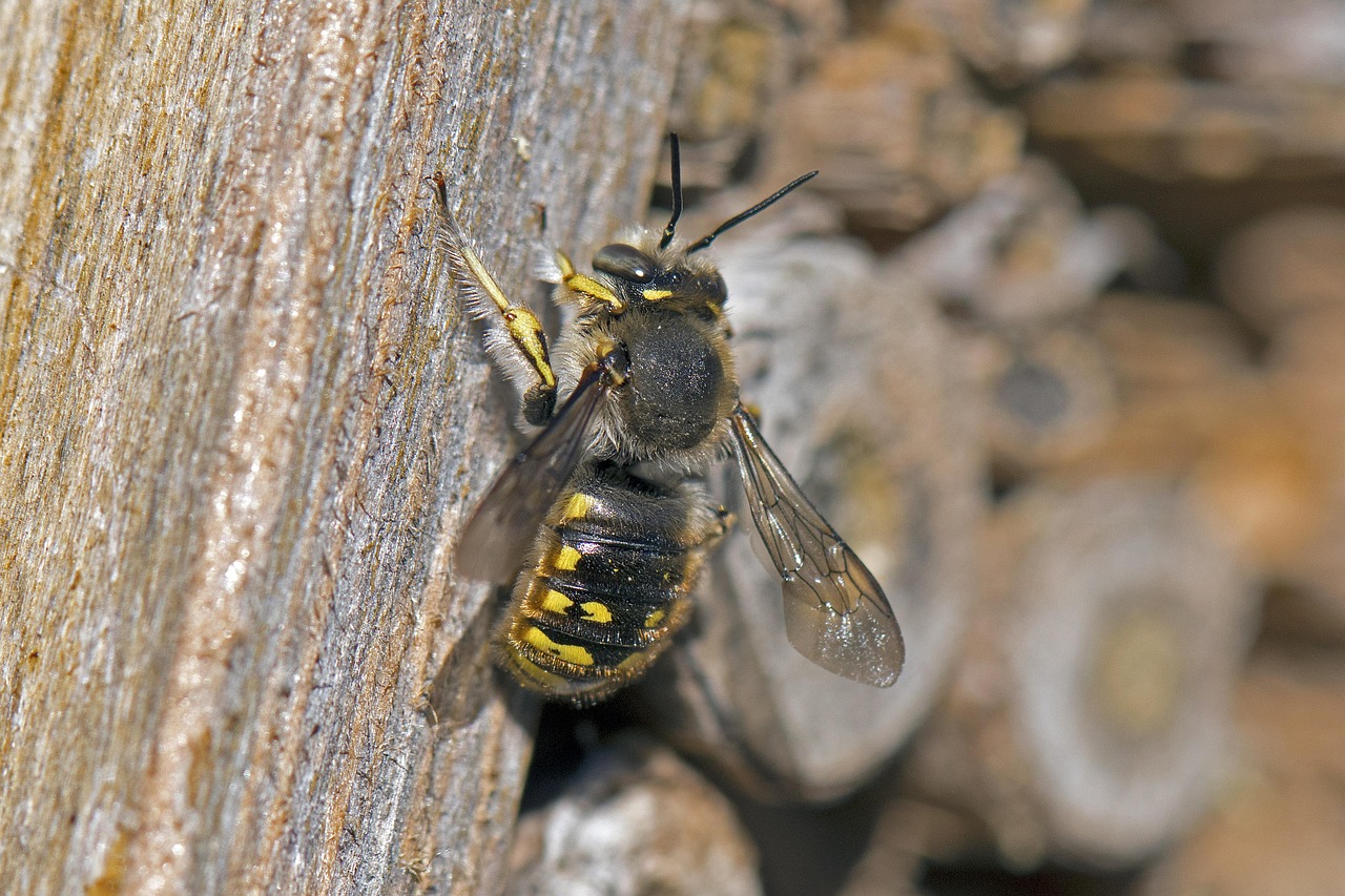 The Future of Solitary Bees: Guardians of Biodiversity (image credits: pixabay)