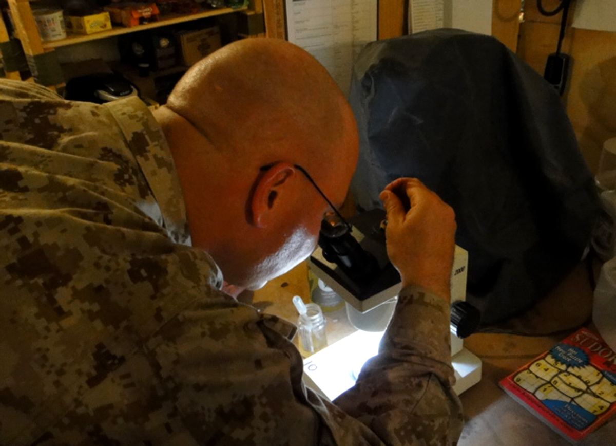 The Future of Larvae in Medicine (image credits: wikimedia)