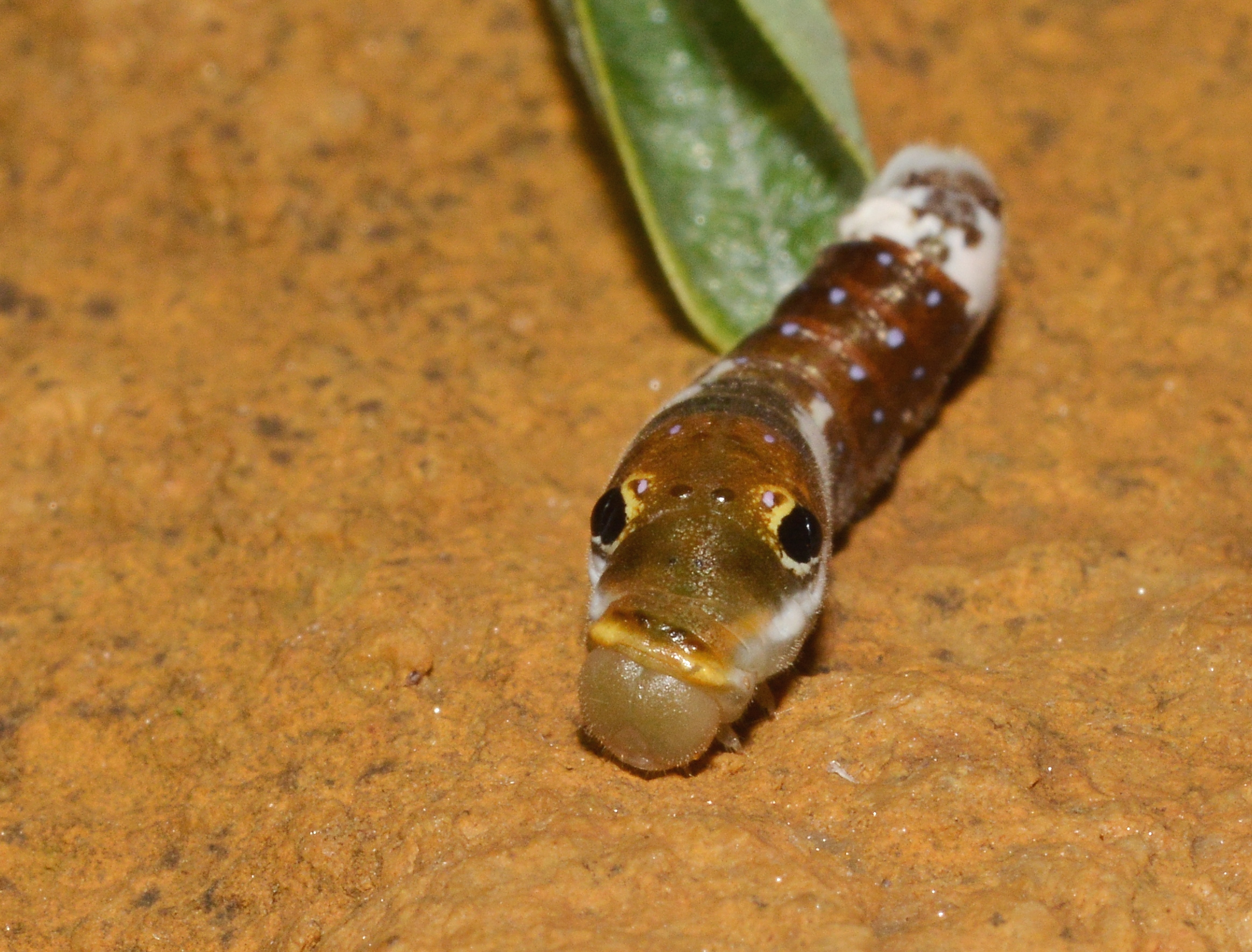 The Spicebush Swallowtail's Masterpiece (image credits: wikimedia)
