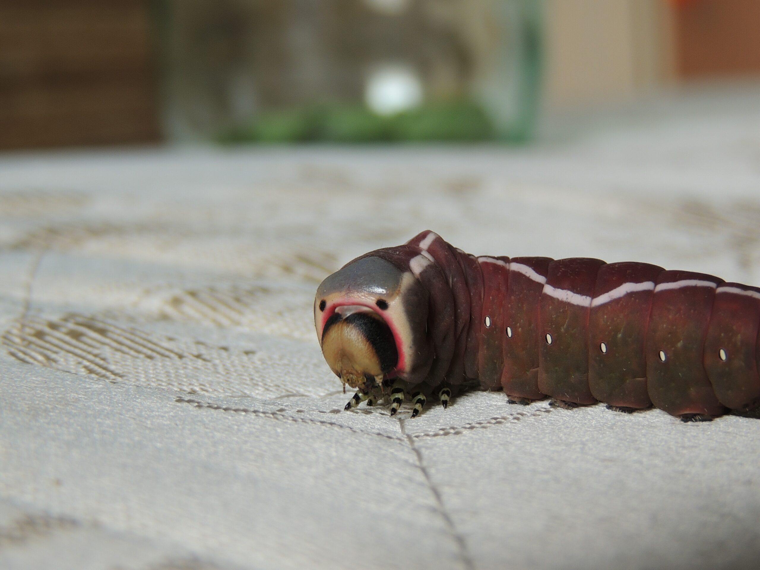 The Puss Moth Caterpillar's Aggressive Display (image credits: wikimedia)