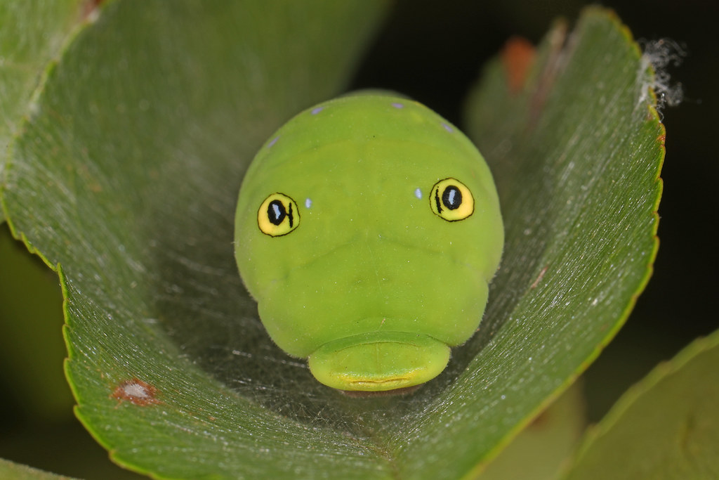 Modern Research and Conservation (image credits: flickr)