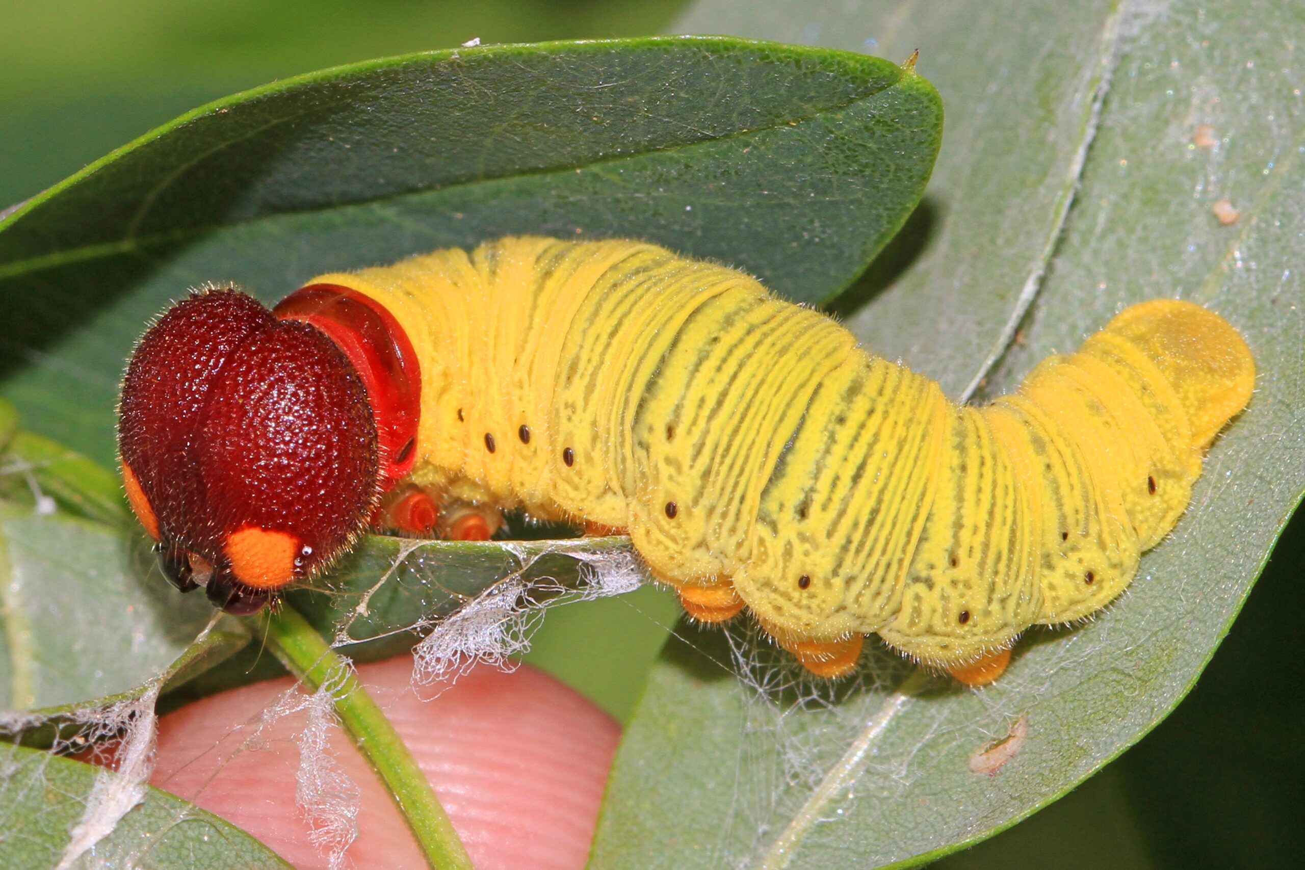 Photographing the Great Pretenders (image credits: By Judy Gallagher, CC BY 2.0, https://commons.wikimedia.org/w/index.php?curid=54632849)